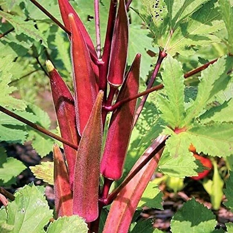 bhindi_2
