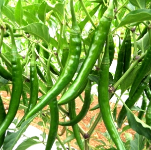 mirchi