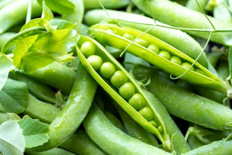 pea_1